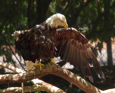 [The eagle now has its wings outstretched and its body facing the camera. Its right wing is only a short stump. The left wing is complete and full of feathers.]